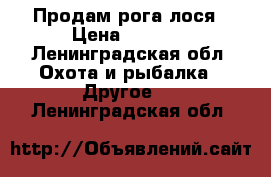 Продам рога лося › Цена ­ 2 000 - Ленинградская обл. Охота и рыбалка » Другое   . Ленинградская обл.